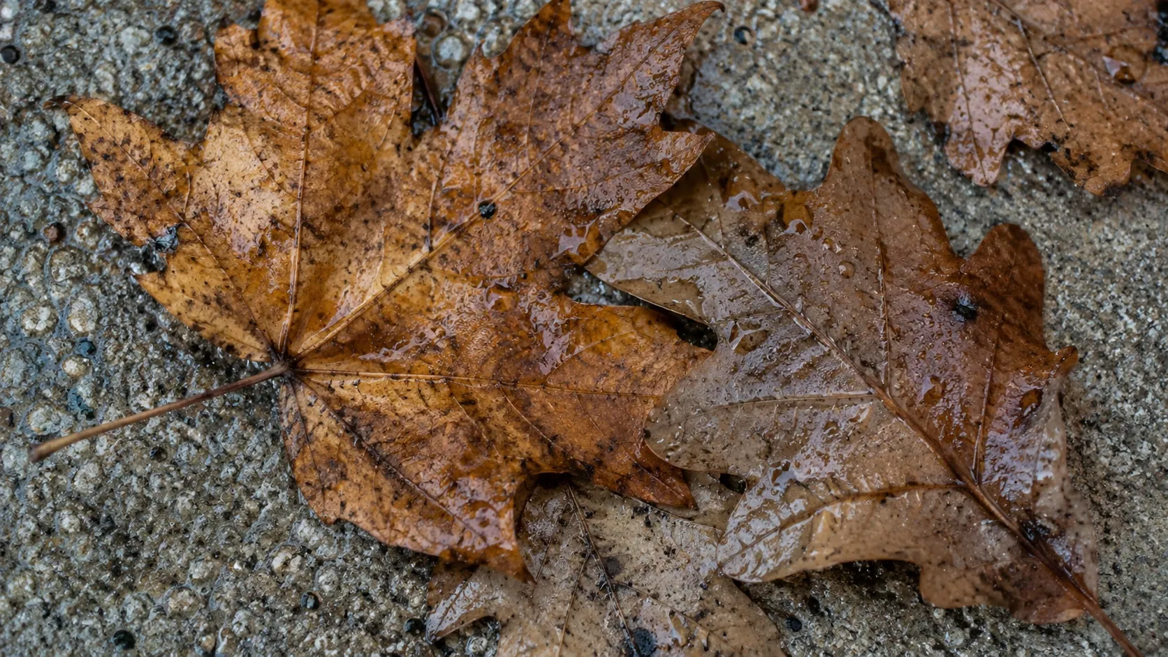 Wet fallen maple leaves on cool gray concrete, seen in close detail